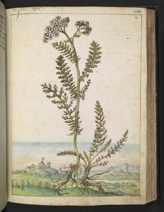 Achillea millefolium: Eine hohe Farnpflanze mit weißen Blüten, aus "Paintings of Flora of the Roman States" von Gherardo Cibo