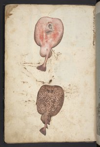 Gemälde der Flora der römischen Staaten, ca. 1564-84