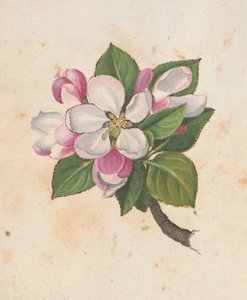 Blüte, aus 