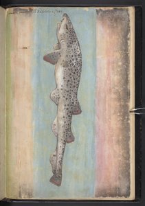 Fisch, aus 