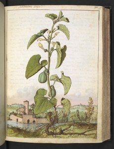 Aristolochia clematitis, aus "Paintings of Flora of the Roman States" von Gherardo Cibo von Gherardo Cibo