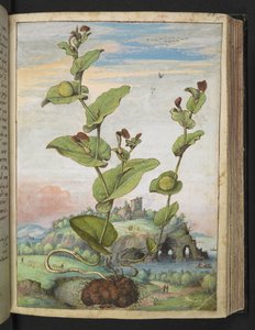 Aristolochia rotunda: Eine fruchttragende Pflanze, aus "Gemälde der Flora der römischen Staaten" von Gherardo Cibo, Add MS 22333, f078r, ca. 1564-84 von Gherardo Cibo