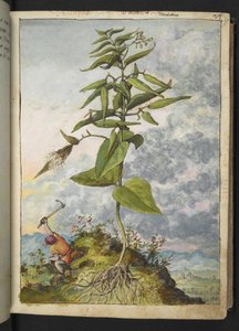 Asclepias, aus "Paintings of Flora of the Roman States" von Gherardo Cibo