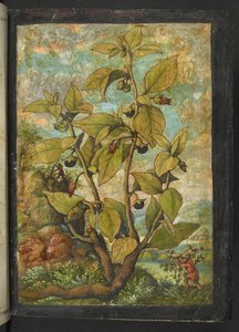 Atropa belladonna, aus "Paintings of Flora of the Roman States" von Gherardo Cibo
