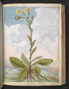 Baccara, aus "Paintings of Flora of the Roman States" von Gherardo Cibo von Gherardo Cibo