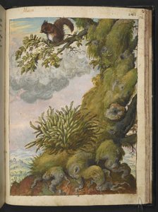Bryophyt (Moos) und ein Eichhörnchen auf einem Ast, aus "Gemälde der Flora der römischen Staaten" von Gherardo Cibo von Gherardo Cibo