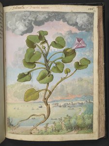 Calystegia soldanella, aus "Gemälde der Flora der römischen Staaten" von Gherardo Cibo, Add MS 22333, f150r, ca. 1564-84