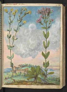 Centaurium erythraea, aus 