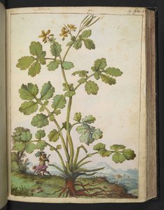 Chelidonium majus, aus 