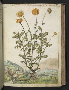 Cota tinctoria, aus "Gemälde der Flora der römischen Staaten" von Gherardo Cibo, Add MS 22333, f106r, ca. 1564-84 von Gherardo Cibo