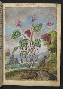 Cyclamen hederifolium, aus "Paintings of Flora of the Roman States" von Gherardo Cibo