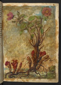 Cytinus hypocistis, aus "Paintings of Flora of the Roman States" von Gherardo Cibo von Gherardo Cibo