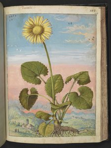 Doronicum austriacum: Eine Pflanze mit einer gelben Blüte, aus 