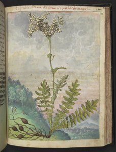 Filipendula vulgari, aus "Gemälde der Flora der römischen Staaten" von Gherardo Cibo, Add MS 22333, f146r, ca. 1564-84 von Gherardo Cibo
