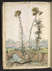 Helichrysum italicum: eine Pflanze mit gelben Knospen, aus 