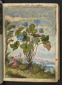 Hepatica nobilis: Eine Pflanze mit blauen Blütenblättern und einer Person, die gräbt oder Stecklinge nimmt, aus "Paintings of Flora of the Roman States" von Gherardo Cibo