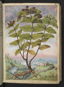 Hypericum hircinum, aus "Paintings of Flora of the Roman States" von Gherardo Cibo von Gherardo Cibo