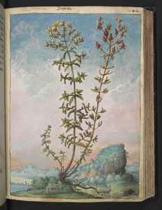 Hypericum perforatum, aus "Paintings of Flora of the Roman States" von Gherardo Cibo von Gherardo Cibo