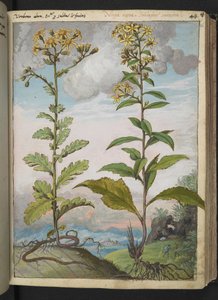 Jacobaeae vulgaris et Senecio ovatu, aus "Gemälde der Flora der römischen Staaten" von Gherardo Cibo, Add MS 22333, f046r, ca. 1564-84 von Gherardo Cibo