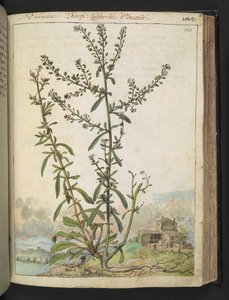 Lepidium graminifolium, aus 