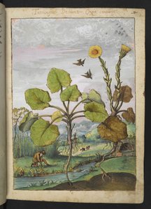 Ligularia tussilaginea (Leopardenpflanze), aus "Paintings of Flora of the Roman States" von Gherardo Cibo