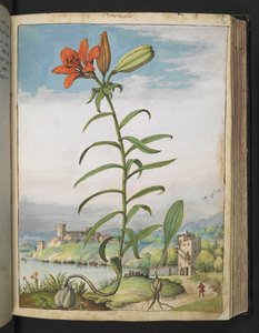 Lilium bulbiferum: Eine Pflanze mit roten Blütenblättern, aus 