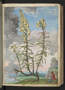 Linaria vulgaris, aus "Paintings of Flora of the Roman States" von Gherardo Cibo von Gherardo Cibo
