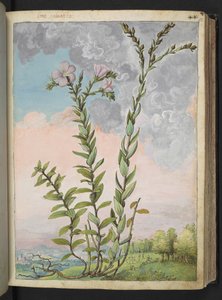 Linum viscosum: Eine hohe Pflanze mit rosa Blüten, aus "Paintings of Flora of the Roman States" von Gherardo Cibo