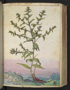 Lithospermum officinale, aus "Paintings of Flora of the Roman States" von Gherardo Cibo