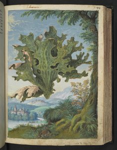Lobaria pulmonaria (Lungenkraut), aus "Paintings of Flora of the Roman States" von Gherardo Cibo