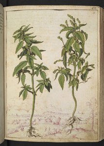 Mercurialis annua, aus "Paintings of Flora of the Roman States" von Gherardo Cibo von Gherardo Cibo