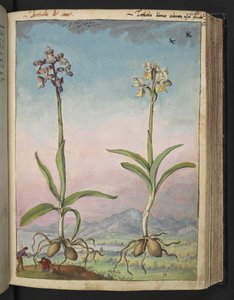 Orchis pallens: Zwei blühende Pflanzen, aus 