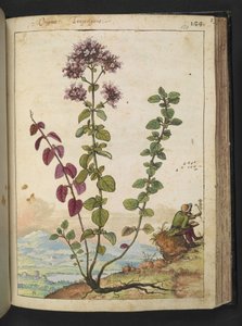 Origanum vulgare, aus "Paintings of Flora of the Roman States" von Gherardo Cibo