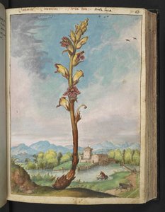 Orobanche gracilis, aus "Gemälde der Flora der römischen Staaten" von Gherardo Cibo, Add MS 22333, f070r, ca. 1564-84 von Gherardo Cibo