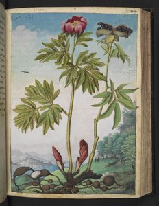 Paeonia officinalis, aus "Paintings of Flora of the Roman States" von Gherardo Cibo von Gherardo Cibo