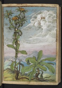 Pallenis spinosa, aus "Paintings of Flora of the Roman States" von Gherardo Cibo von Gherardo Cibo