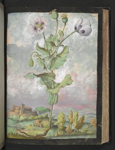 Papaver somniferum: Eine Pflanze mit weißen Blütenblättern, aus "Paintings of Flora of the Roman States" von Gherardo Cibo von Gherardo Cibo