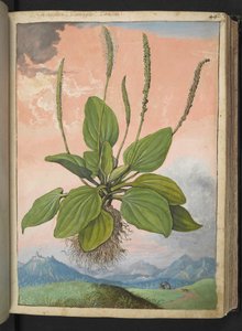 Plantago major, aus 