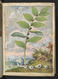 Polygonatum odoratum: Eine Pflanze. Ein Mann mit einer Hacke, aus 
