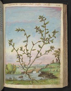 Polygonum aviculare, aus "Paintings of Flora of the Roman States" von Gherardo Cibo von Gherardo Cibo