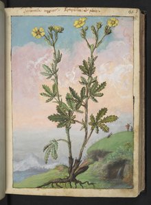 Potentilla recta: Eine Pflanze mit gelben Blüten, aus "Paintings of Flora of the Roman States" von Gherardo Cibo