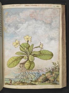 Primula vulgaris, aus "Gemälde der Flora der römischen Staaten" von Gherardo Cibo, Add MS 22333, f128r, ca. 1564-84 von Gherardo Cibo