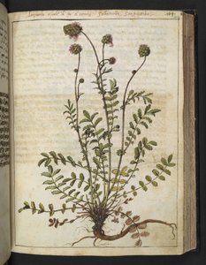 Sanguisorba minor, aus "Gemälde der Flora der römischen Staaten" von Gherardo Cibo, Add MS 22333, f102r, ca. 1564-84