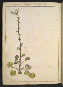 Saxifraga bianca, Alpenblume mit weißen Blütenblättern, aus "Gemälde der Flora der römischen Staaten" von Gherardo Cibo