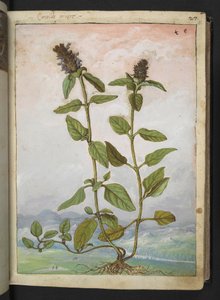 Symphytum bulbosum (Knollen-Beinwell), aus "Paintings of Flora of the Roman States" von Gherardo Cibo