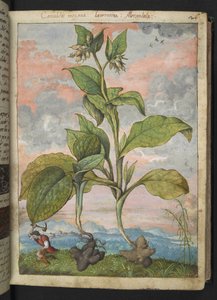 Symphytum tuberosum, aus 
