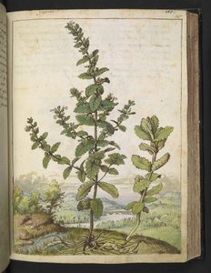 Teucrium scordium, aus 