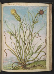 Tragopogon porrifolius, aus "Gemälde der Flora der römischen Staaten" von Gherardo Cibo von Gherardo Cibo
