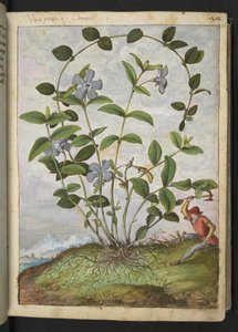 Vinca minor (Immergrün), aus "Paintings of Flora of the Roman States" von Gherardo Cibo