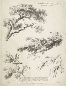 Studie von Zweigen mit Blättern